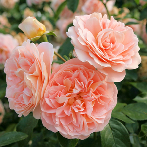 Vrtnice Floribunda - Roza - Sangerhäuser Jubiläumsrose ® - 